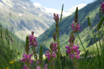 Landscape photo of the Swiss Alps in Val d'Anniviers (Wallis, Valais), near the village of Zinal, featuring mountains with colorful alpine flowers in the foreground.