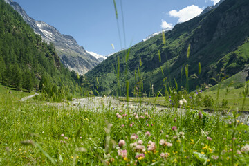 Landscape photo of the Swiss Alps in Val d'Anniviers (Wallis, Valais), near the village of Zinal, featuring mountains with colorful alpine flowers in the foreground.