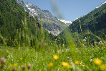 Landscape photo of the Swiss Alps in Val d'Anniviers (Wallis, Valais), near the village of Zinal, featuring mountains with colorful alpine flowers in the foreground.