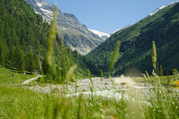 Landscape photo of the Swiss Alps in Val d'Anniviers (Wallis, Valais), near the village of Zinal, featuring mountains with colorful alpine flowers in the foreground.
