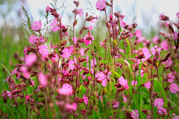 Rote Lichtnelke (Silene dioica) oder Rotes Leimkraut, Wildpflanze mit Blüten 