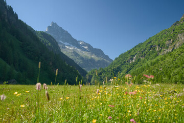 Landscape photo of the Swiss Alps in Val d'Anniviers (Wallis, Valais), near the village of Zinal, featuring mountains with colorful alpine flowers in the foreground.