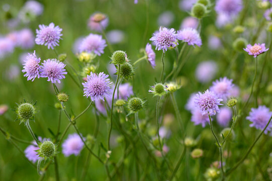 Acker-Skabiosen oder Acker-Witwenblume (Knautia arvensis) Wildpflanze mit blauen Bl&uuml;ten 
