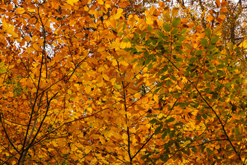 Fall background. Golden or brown leaves on the tree