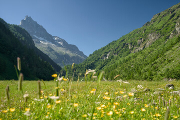 Landscape photo of the Swiss Alps in Val d'Anniviers (Wallis, Valais), near the village of Zinal, featuring mountains with colorful alpine flowers in the foreground.