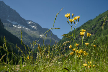 Landscape photo of the Swiss Alps in Val d'Anniviers (Wallis, Valais), near the village of Zinal, featuring mountains with colorful alpine flowers in the foreground.