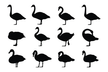 Swan Silhouettes: An artistic collection of swan silhouettes in varying poses, from graceful profiles to intimate moments, perfect for graphic design elements and showcasing natural elegance.
