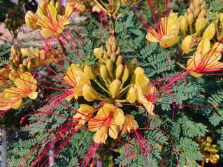 Erythrostemon Gilliesii bird of paradise shrub yellow red beautiful flower evergreen flowering...