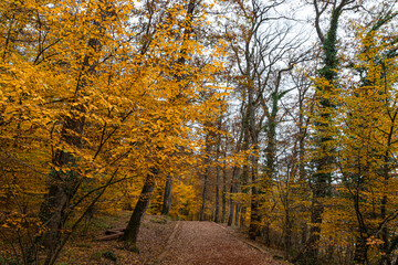 Autumn background photo. Golden leaves on the trees in the fall