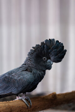 Male red tailed black cockatoo bird perched on branch inside home
