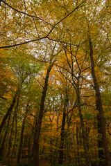 Fall scene. Golden or brown leaves on the trees in the forest.