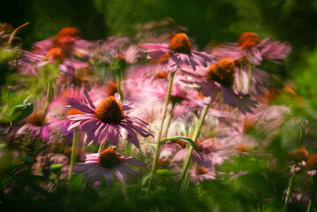 Jeżówka, echinacea w ogrodzie, tło kwiatowe. 
