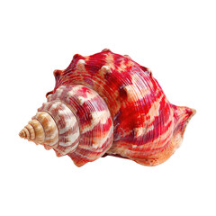 Obraz premium Vibrant, colorful seashell, intricate patterns of red and cream, spiraled shape, isolated on black
