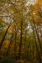 Autumn or fall vertical background photo. Golden trees in the forest