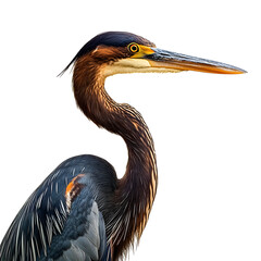 Fototapeta premium Close-up of Magnificent Purple Heron Isolated on White Background