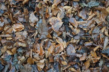 Vivid wet autumn leaves covering forest floor in Eyam, The Peak District, England, scenic seasonal background