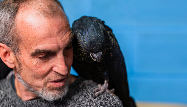 Middle aged man with pet red tailed black cockatoo bird on shoulder with blue backdrop