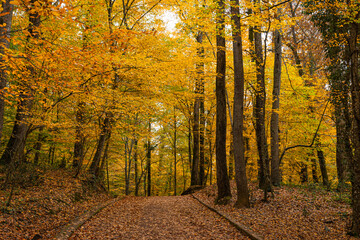 A peaceful path covered with fallen leaves in the forest in the autumn