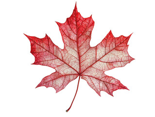 autumn maple leaf on white background