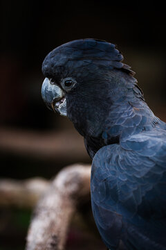 Pet red tailed black cockatoo bird on branch in garden