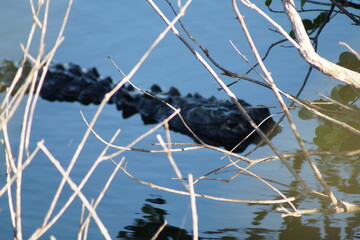Alligator