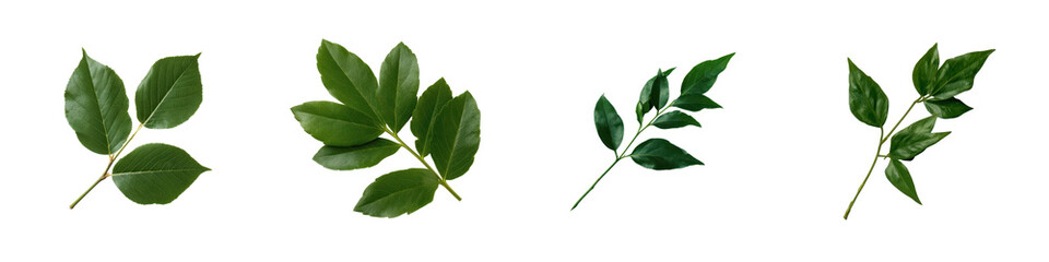 Obraz premium Four Diverse Green Leaf Sprigs Are Arranged Horizontally On A Solid Transparent Background Captured In A Studio Shot With