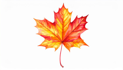 Fototapeta premium Watercolor painting of autumn maple leaf on white. Fall season. Botanical art. Hand drawn art.