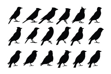 Silhouette of birds: A collection of bird silhouettes, perfect for design projects and educational material, depicting various poses and angles.