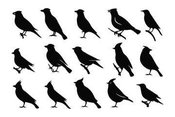 Bird Silhouettes on Display: A collection of exquisite bird silhouettes, each poised in distinct postures and positions. Featuring elegance and the beauty of natural shapes.