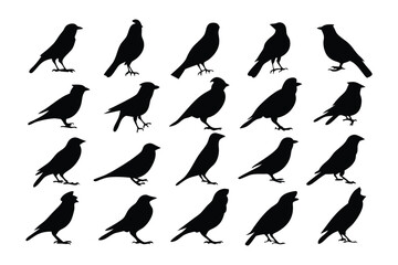 Birds Silhouette Collection: A monochromatic silhouette collection showcasing diverse bird forms. A versatile and minimalist design, perfect for various creative projects.