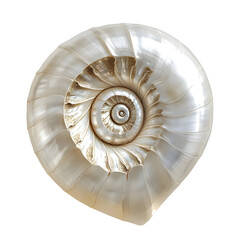 Elegant Nautilus Shell with Intricate Spiral Pattern for Designers and Creatives