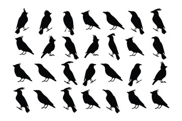 Silhouette Birds in Unity: An intricate assemblage of silhouette birds gracefully arranged, this evocative design whispers a silent story of collective flight. Featuring birds set on a blank canvas