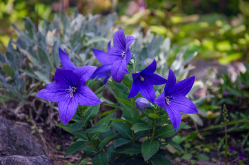Flower arrangement with blue bells blooming in the garden.