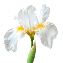 Realistic White Iris Flower Isolated on White Background for Floral Design