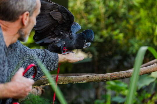 Middle aged Australian man with pet red tailed black cockatoo in garden together