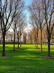 Tree-lined path and green lawn in a city park on a sunny spring afternoon
