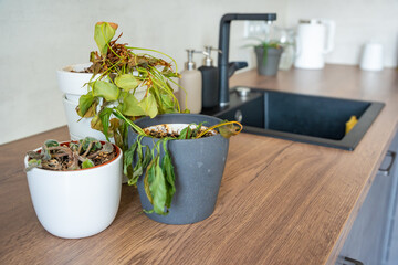 Dry and withered houseplants in a home environment after a long absence. Missed care, neglected greenery, and the fragile nature of indoor life.