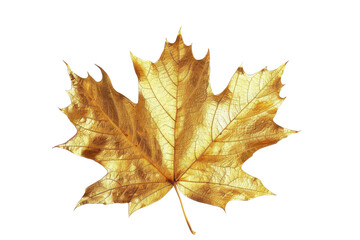 Obraz premium Golden maple leaf showcasing intricate details and texture under bright light during autumn season