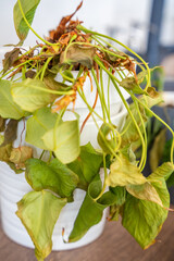 Close up view of dry and withered houseplants in a home environment after a long absence. Missed care, neglected greenery, and the fragile nature of indoor life.