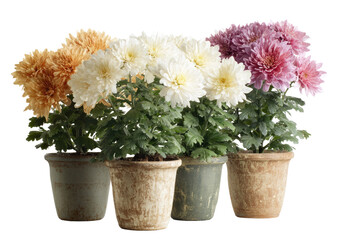 Four potted chrysanthemum plants in various colors
