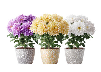 Three potted chrysanthemum plants in various colors