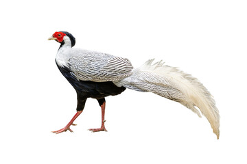 Silver Pheasant with striking black-and-white plumage and long elegant tail.