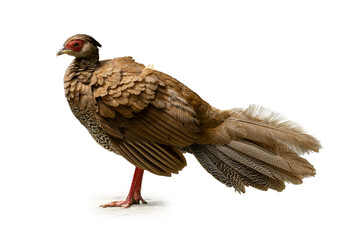 Female Silver Pheasant with elegant brown feathers and subtle tail pattern.