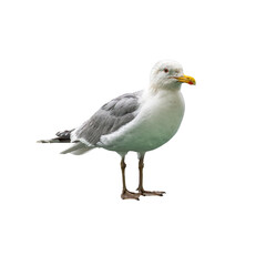Great Black-backed Gull standing tall with striking yellow beak and bold plumage.