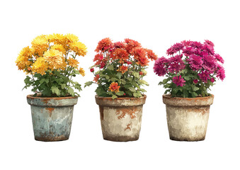 Three potted chrysanthemum plants in various colors (1)
