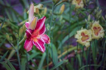 Flower arrangement with a large pink daylily against a background of other daylilies blooming in...