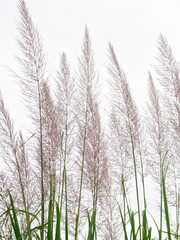 Fototapeta premium ヨシススキ