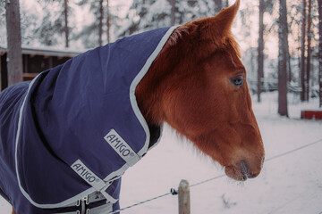 Hoses in scandinavia in winter 