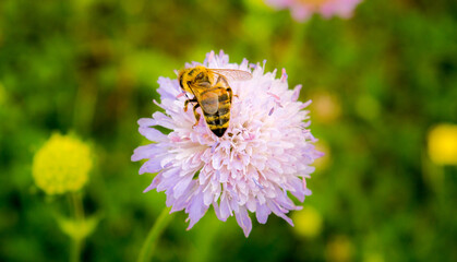 bee on a flower