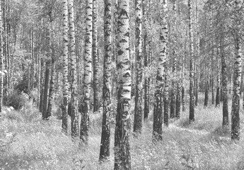 black-and-white photo with white birches